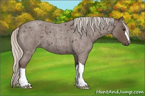 Horse Color:Silver Blue Roan