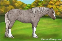Horse Color:Silver Blue Roan 