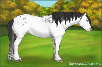 Horse Color:Blue Roan Splash Appaloosa Rabicano 