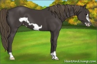 Horse Color:Smoky Black Frame Appaloosa