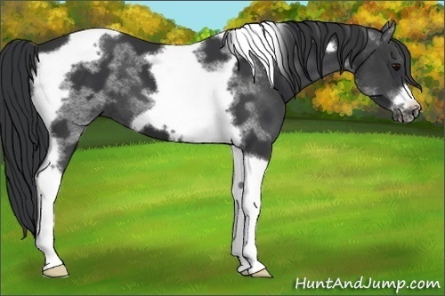 Horse Color:Black Tobiano Frame 