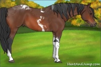 Horse Color:Bay Tobiano 