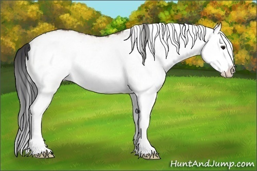 Horse Color:White Spotted Bay Dun Splash Rabicano 