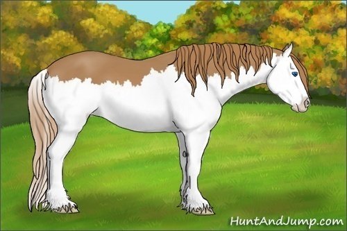 Horse Color:Chestnut Splash
