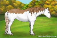 Horse Color:Chestnut Splash