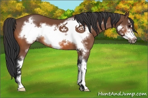 Horse Color:Bay Sabino Frame 