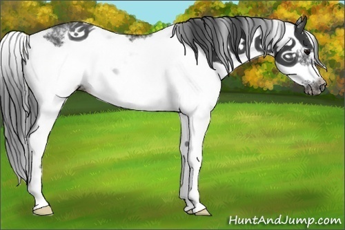 Horse Color:Black Sabino Frame 