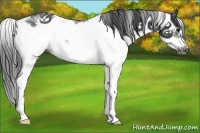 Horse Color:Black Sabino Frame