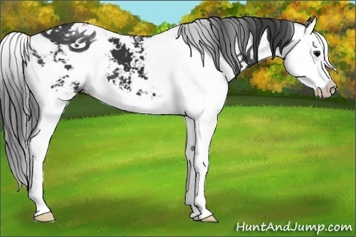 Horse Color:Black Sabino Splash 