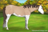 Horse Color:Amber Champagne Splash
