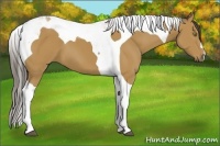 Horse Color:Buckskin Tobiano 
