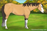 Horse Color:Buckskin Sabino Splash 