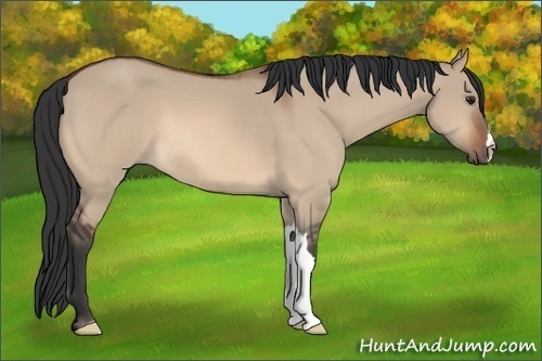Horse Color:Brown Dun