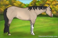 Horse Color:Brown Dun
