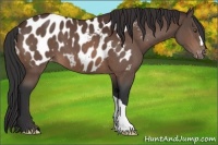 Horse Color:Brown Appaloosa 