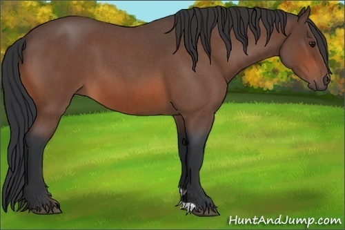 Horse Color:Bay Roan 