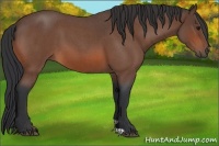 Horse Color:Bay Roan 