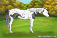 Horse Color:Black Splash Tobiano