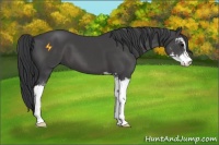 Horse Color:Black Sabino 