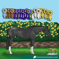 Horse Color:Black 