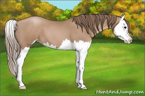 Horse Color:Black Pearl Sabino Splash 