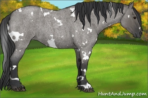 Horse Color:White Spotted Grullo Roan