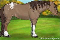 Horse Color:Liver Red Dun Tobiano Appaloosa Rabicano