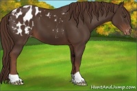 Horse Color:Liver Chestnut Appaloosa 