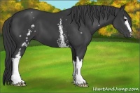 Horse Color:White Spotted Black 