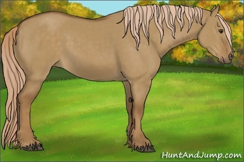 Horse Color:Chocolate Palomino Dun 
