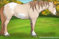 Horse Color:Gold Champagne Roan Dun Frame Appaloosa Rabicano 