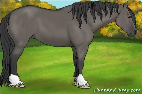 Horse Color:Grullo 