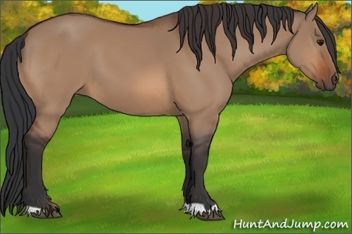 Horse Color:Bay Dun 
