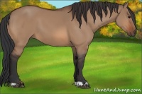 Horse Color:Bay Dun 