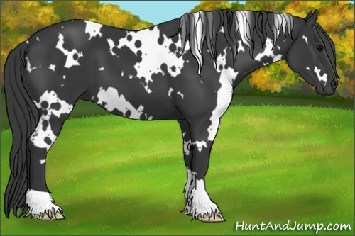 Horse Color:White Spotted Black