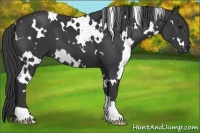 Horse Color:White Spotted Black