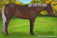 Horse Color:Silver Brown 