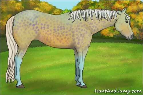 Horse Color:Watercolor Silver Brown 