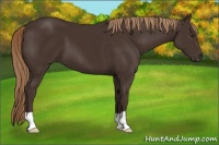 Horse Color:Liver Chestnut 