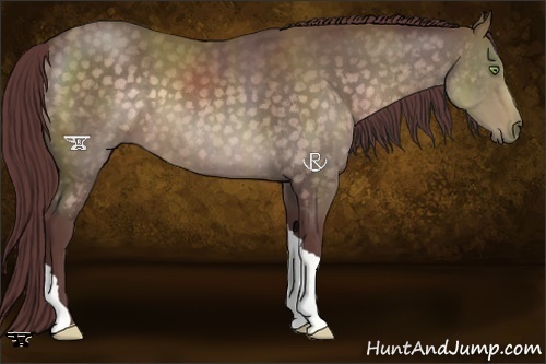 Horse Color:Platinum Chocolate Buckskin 