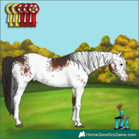 Horse Color:White Spotted Brown 