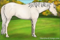 Horse Color:Gold Cream Champagne Roan Pearl 