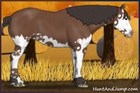 Horse Color:Bay Sabino Splash 