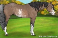 Horse Color:Bay Dun Sabino Rabicano 