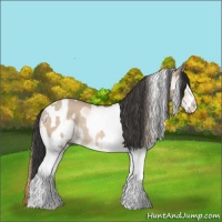 Horse Color:Bay Dun Splash Rabicano  and White Spotted Red Dun 