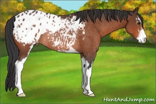 Horse Color:Brown Sabino Appaloosa Rabicano