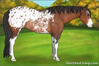 Horse Color:Brown Sabino Blanket Rabicano 