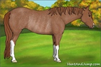 Horse Color:Chestnut Rabicano 