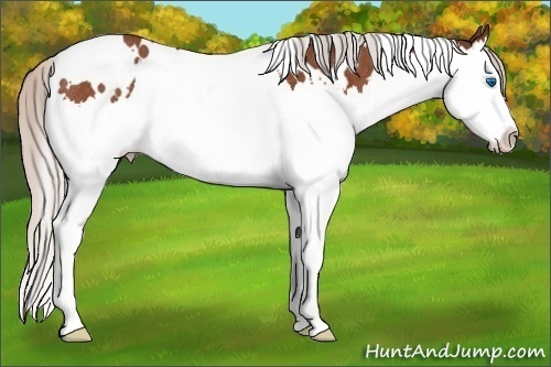 Horse Color:White Spotted Silver Brown Splash Rabicano 