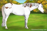 Horse Color:White Spotted Silver Brown Splash Rabicano